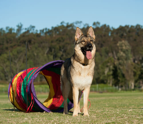 Perro jugando