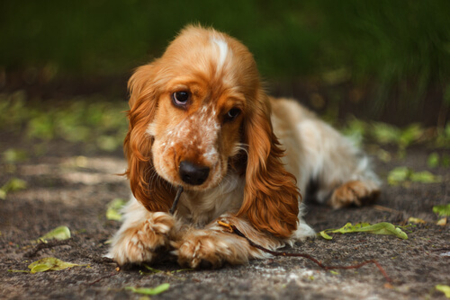 Los beneficios de la canela en los perros
