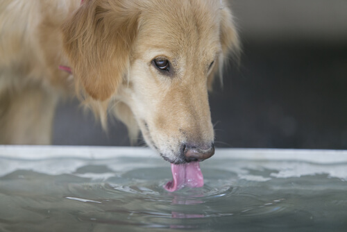 los perros no beben agua, la muerden