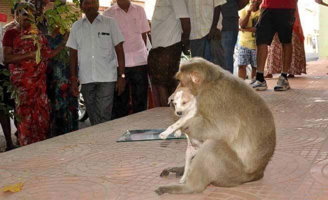 mono que adopta a perrito callejero