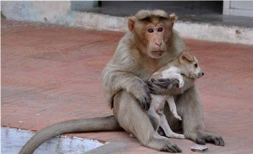 Un mono adopta a un perrito huérfano