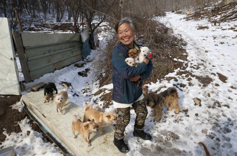 Una señora de Corea del Sur lleva más de 20 años rescatando perros de calles y restaurantes