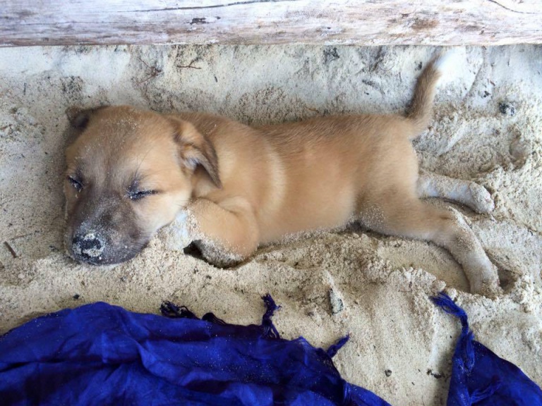 Una turista alemana adopta un perrito callejero en Filipinas