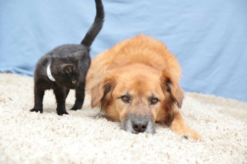 Fuente: Arizona Humane Society/ Facebook