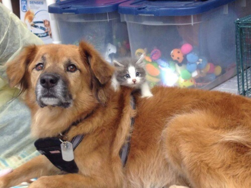 Perro que sobrevivió al Katrina ayuda a los gatos desprotegidos Perro que sobrevivió al Katrina ayuda a los gatos desprotegidos