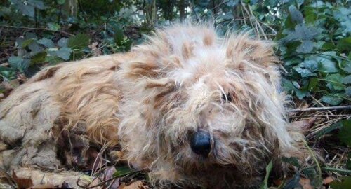 Encuentran en Inglaterra a un perro con todos los huesos fracturados Encuentran en Inglaterra a un perro con todos los huesos fracturados