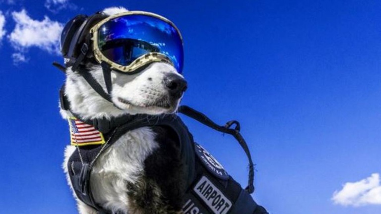 Un perrito triunfa como controlador aéreo en Estados Unidos
