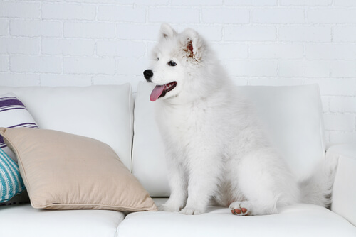 Sencillos trucos para que tu perro no se suba al sofá