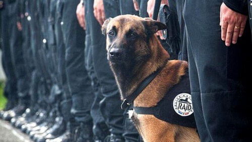 Diesel, el perro héroe de los atentados de París, murió por disparos de un policía Diesel, el perro héroe de los atentados de París, murió por disparos de un policía