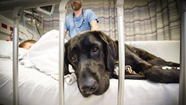 perro labrador con su dueño autista en el hospital 2