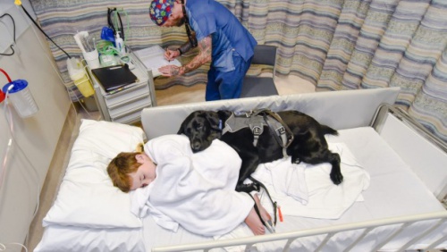 Mahe, un perro que cuida a su pequeño dueño autista hasta en el hospital