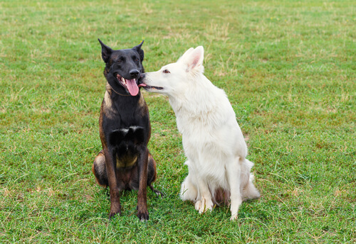 White Shepherd kissing a German Shepherd in the grass