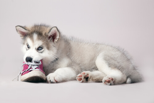 Por qué a mi perro le gusta morder mis zapatos y cómo solucionar el problema
