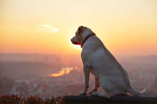Los perros vienen de las estrellas