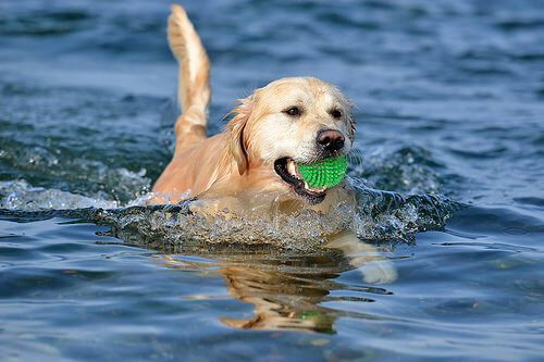 Golden Retriever swimming and fetching a ball