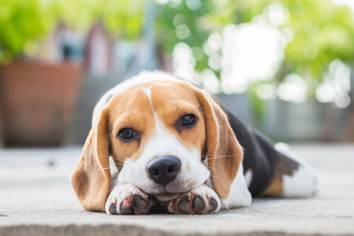 Las mejores cosas que podemos hacer para nuestro perro que estuvo solo todo el día