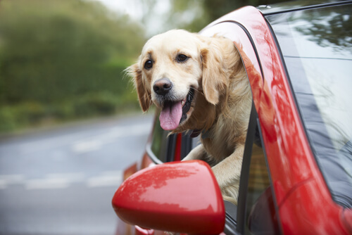 perro que saca su cabeza por la ventanilla del coche