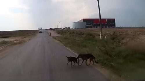 Un perro salva a su amigo de ser atropellado