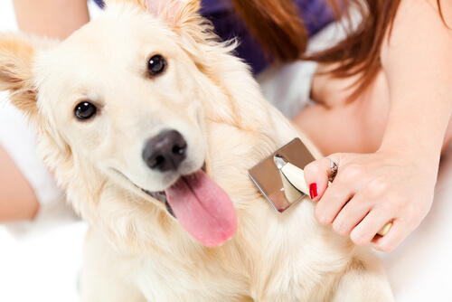 Tips para que el cepillo del pelo de tu perro no se convierta en una tortura