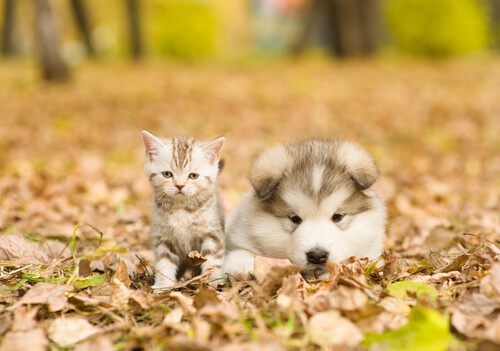 Qué hacer para que tu perro juegue bien con tu gato