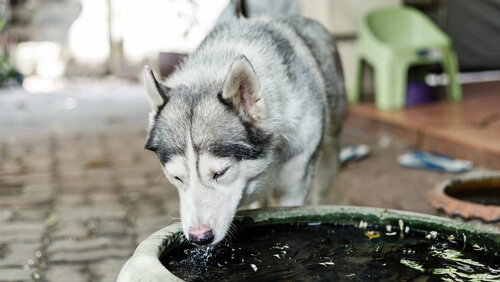 Perro bebiendo agua