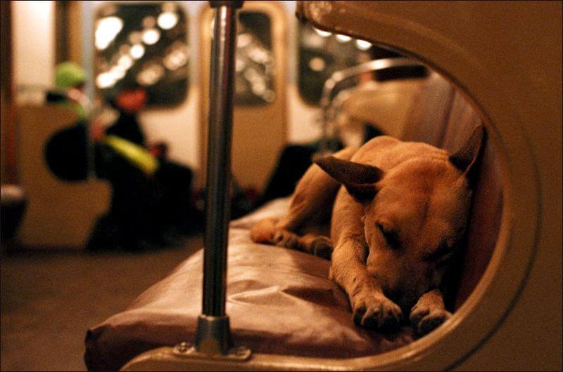 perros-callejeros-metro-moscu
