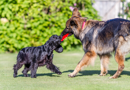 Deux chiens qui jouent.