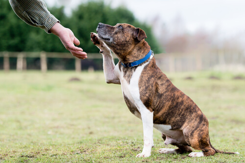 Perros sordos aprenden lenguaje de señas
