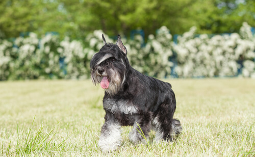 Schnauzer paseando