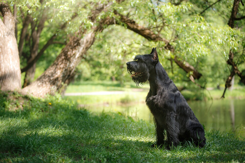 Schnauzer sentado en el bosque al lado del rio