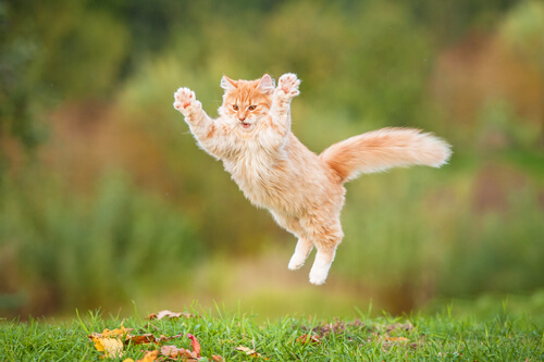 tapping, gato nervioso