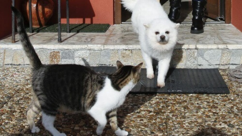 Un perro y dos gatos salvan la vida a una familia