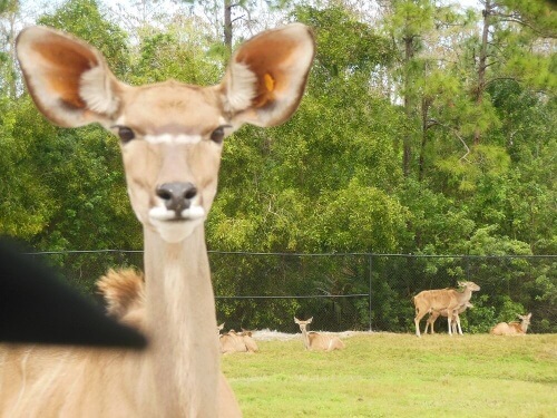Un safari muy especial con animales que tuvieron una segunda oportunidad