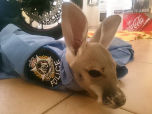 Adoptan a un bebé canguro en una comisaría de Australia