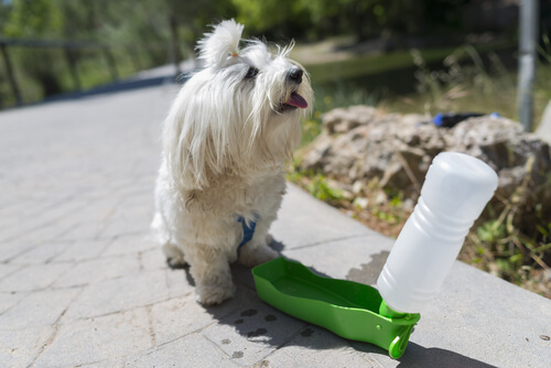 Cómo hacer un comedero juguete para perros con botellas de plástico