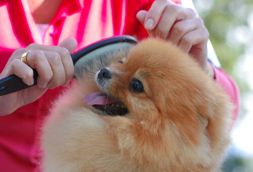 Dog groomer brushing a Pomeranian's fur