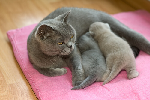 Cuál es el comportamiento reproductivo del gato
