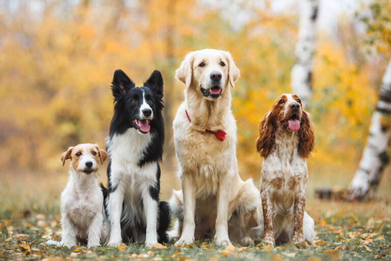 Determinar el tamaño de un perro 