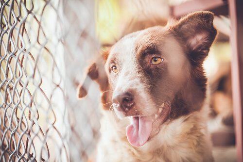 Más de 100 perros rescatados de un criadero ilegal 