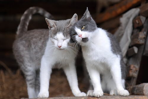 Guía para una buena cruza en gatos