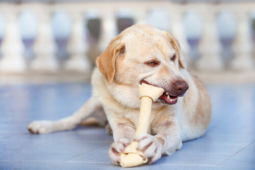 ¿Cómo la comida afecta a los dientes de tu perro?