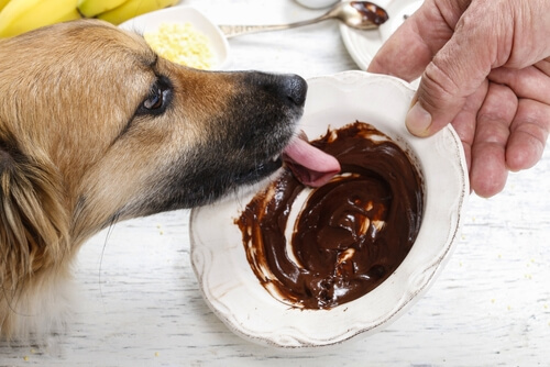 Dar chocolate a un perro