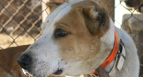 Veterinarios y cazadores detenidos por mutilar perros