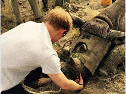 El Príncipe de Inglaterra salva rinocerontes