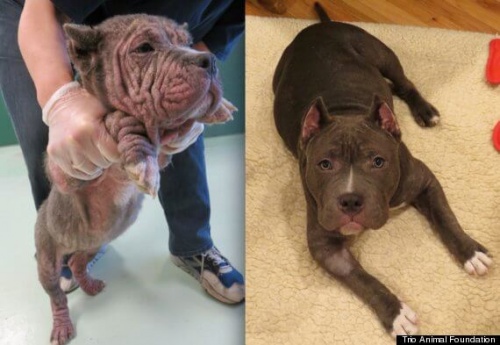 Fotos de perros antes y después de ser rescatados