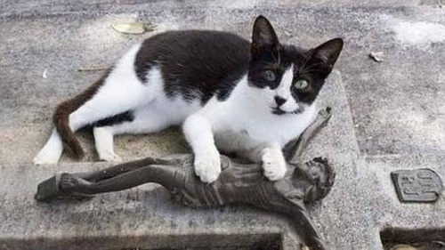 Un gato visita diariamente la tumba de su dueño