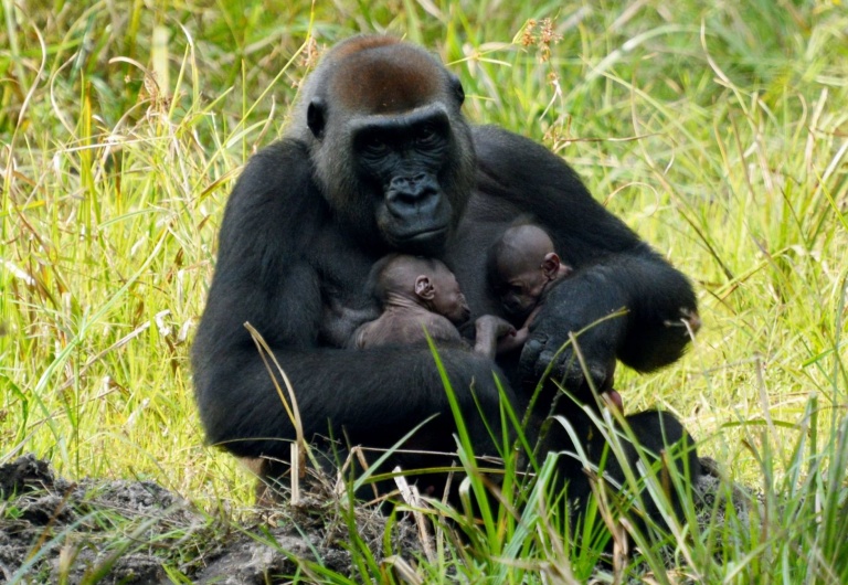 Los primeros gemelos de gorila de África Central