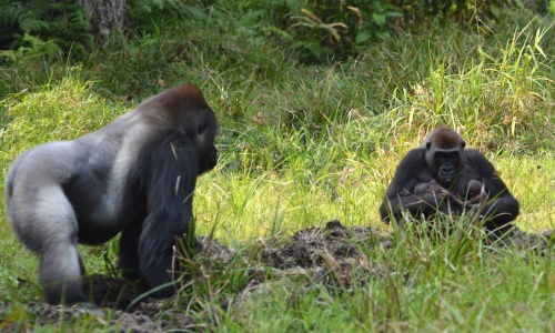 Gorilas en el campo