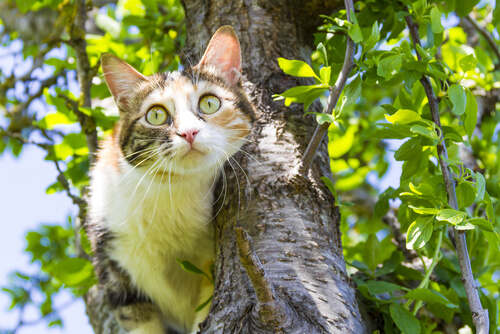Hiperestesia felina: tratamientos naturales