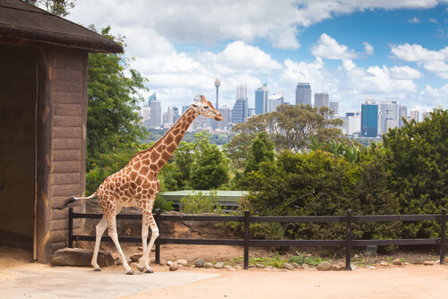 ¿Cuál es la altura de una jirafa?
